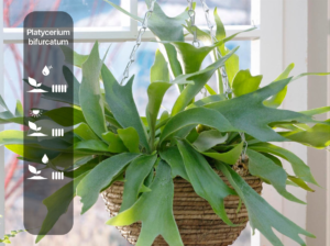 Platycerium bifurcatum