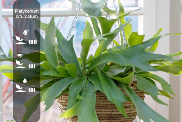 Platycerium bifurcatum