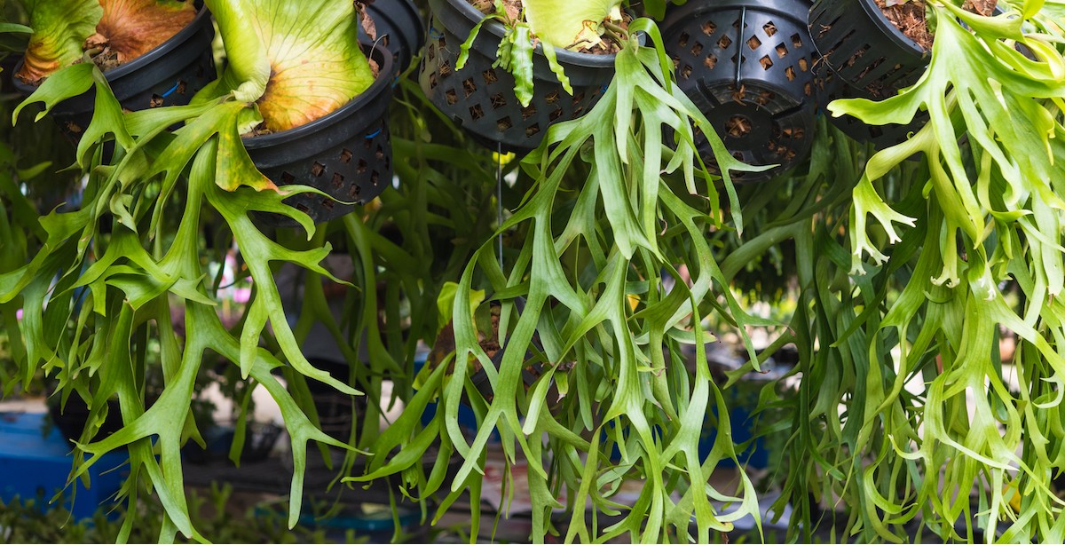 Platycerium bifurcatum