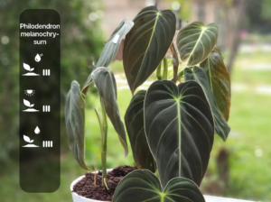 Philodendron melanochrysum