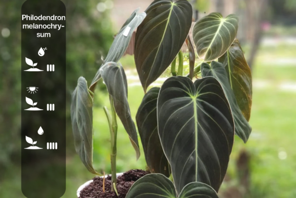 Philodendron melanochrysum