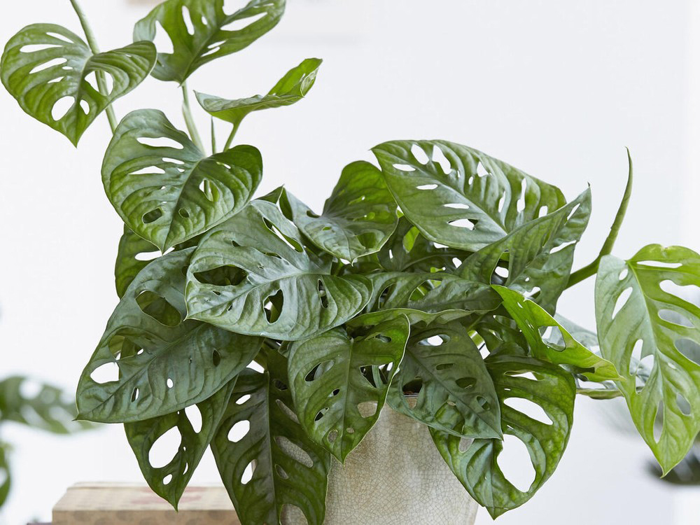Philodendron andersonii